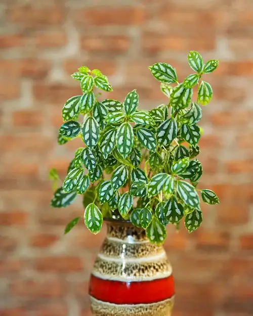 lovely Vase-Appealing Indoor Plant Cuttings