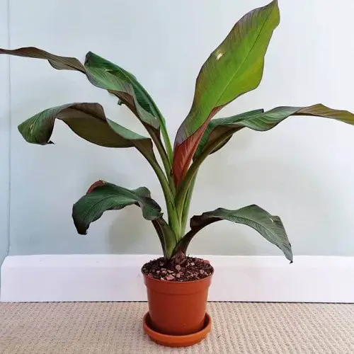 Amazing Indoor Plants That Look Like A Banana Tree