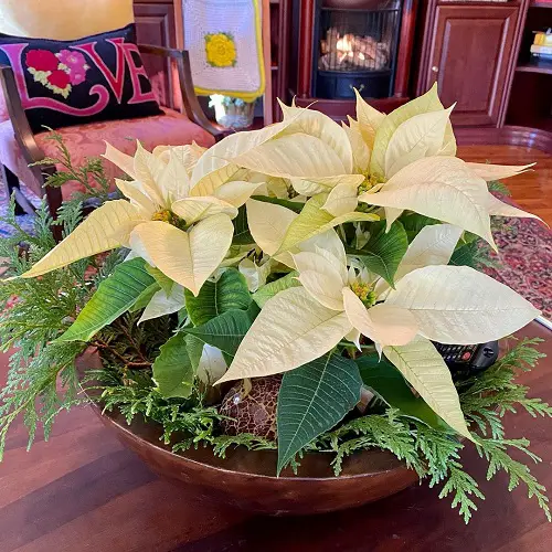 lovely Images of Poinsettias in Various Colours