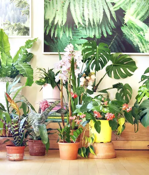 Play with Colors Rules for Decorating with Houseplants