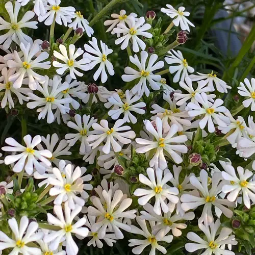 Flowers that Bloom at Night
