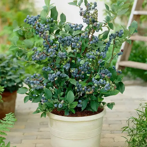 beautiful Plants Like and Do Not Like Coffee Grounds 8