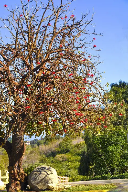 lovely Types of Flame Trees