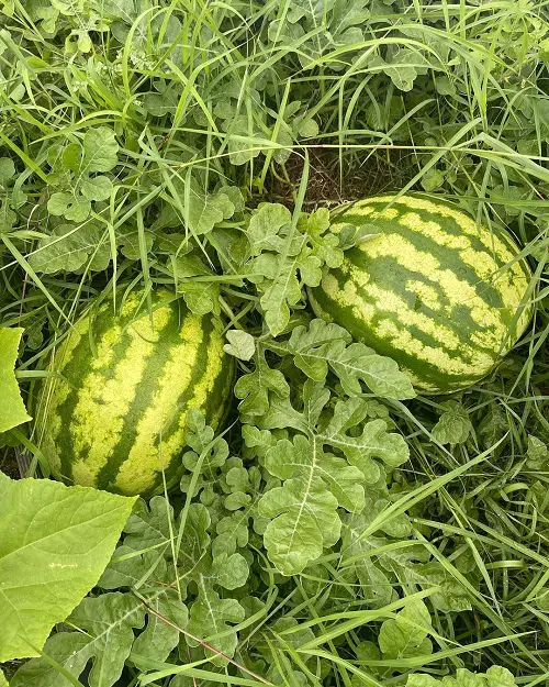 top Different Types of Watermelons You Can Grow