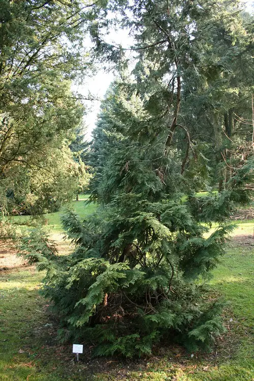 best Different Types of Arborvitae Varieties for Privacy