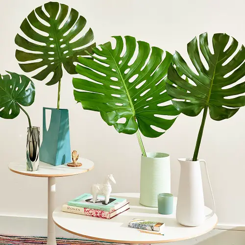 beautiful Plant Cuttings that Look Good in Vases