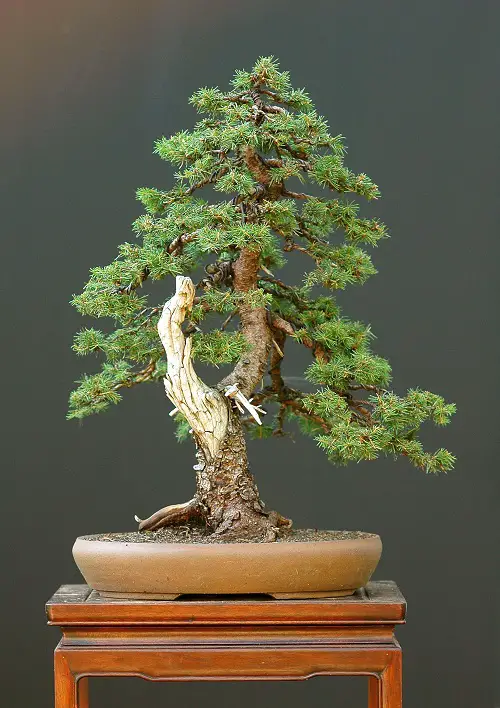 White Bark Norway Spruce Pictures 4