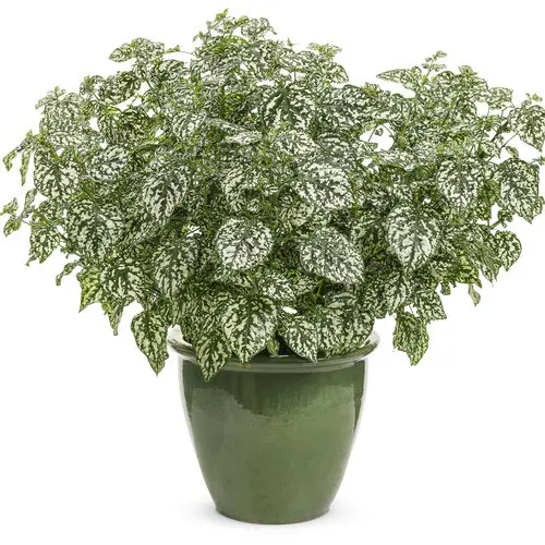 amazing Eye Catching Polka Dot Print Houseplants