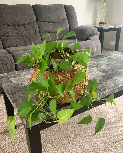 How to Propagate Pothos