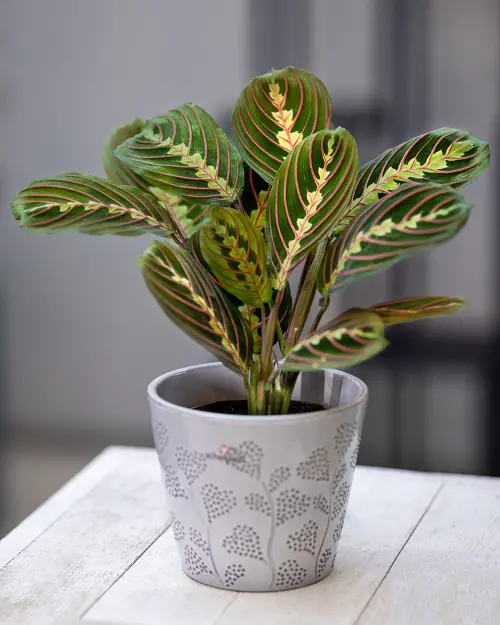 Colorful Foliage Houseplants indoor