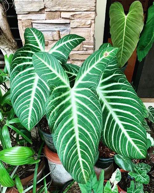 Types of Caladium that Grow Big