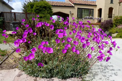 Amazing Best Flowering Succulents To Grow Indoors and Outdoors