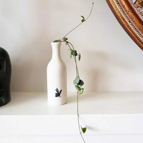 beautiful Vase-Appealing Indoor Plant Cuttings