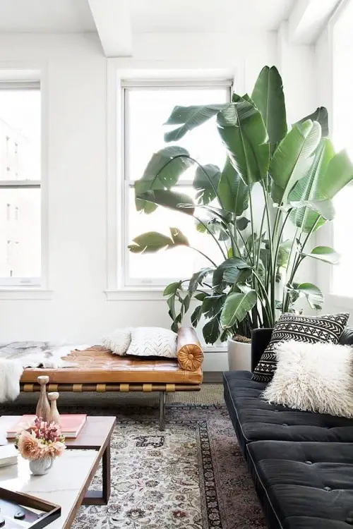 top Tall Plants for Living Room Corner Ideas