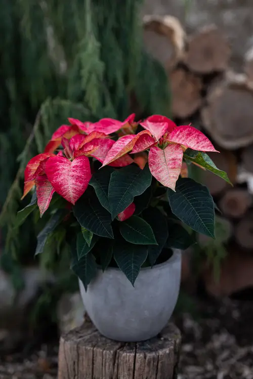 Poinsettia with Red and White Hues