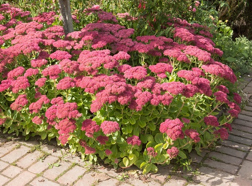 Best Desert Plants