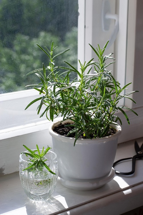 16 Best Herbs for Windowsill Gardening 3