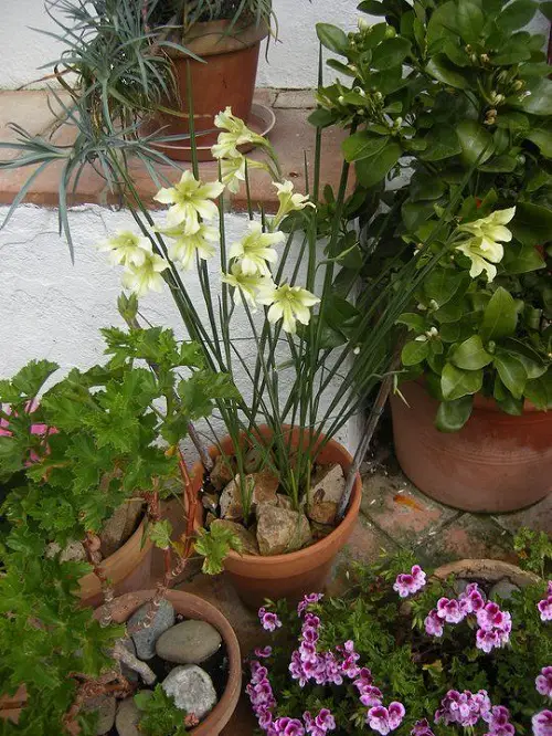 best Flowers that Bloom at Night
