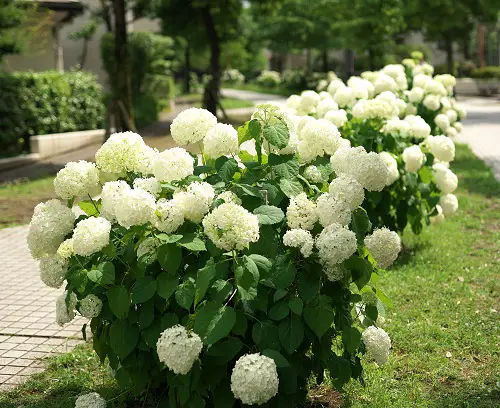 Annabelle Flowers Pictures in yard