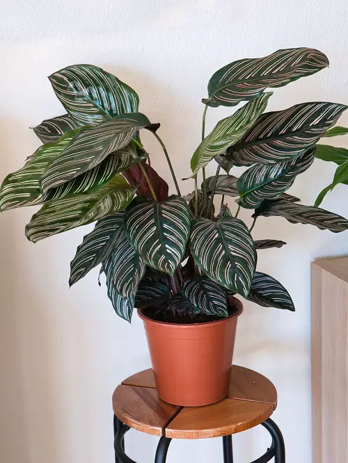 top Colorful Foliage Houseplants