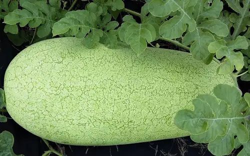 beautiful Different Types of Watermelons You Can Grow
