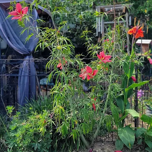 Growing Requirements for Texas Star Hibiscus