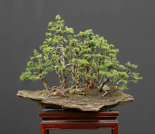 Norway Spruce Bonsai in a Bark Planter