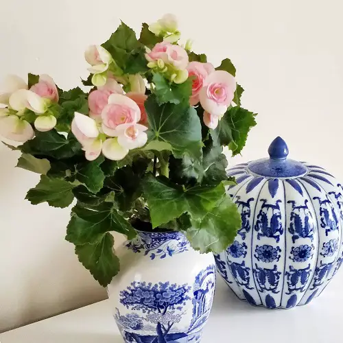 top Pink Begonia Pictures 8