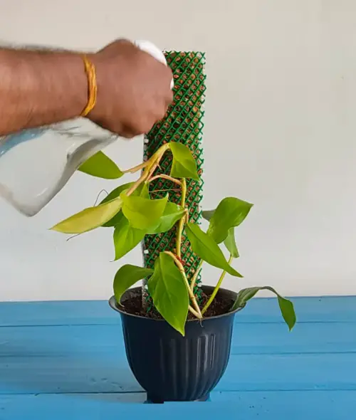 Plastic and Coconut Coir Stake