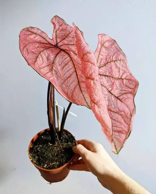 Most Beautiful Types of Big Leaf Caladium Varieties 5