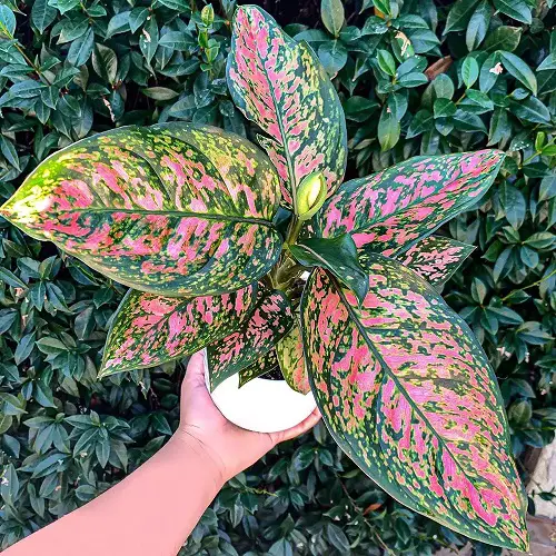 Eye Catching Polka Dot Print Houseplants