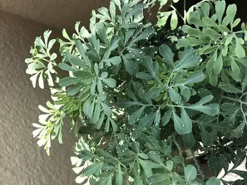 top best Plants that Attract Money and Bring Fortune to Home