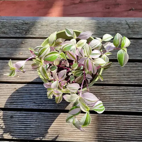 Best Winter Houseplants in garden