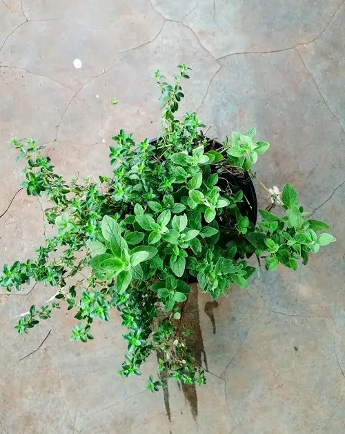 Best Herbs for Protection in pot