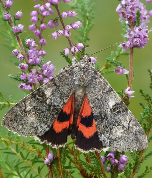 top Adorable Moths That Are Just as Gorgeous as Butterflies