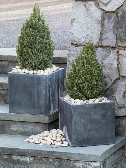 beautiful Outdoor Christmas Plants