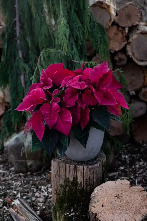 Dark Magenta Poinsettia Pictures 22