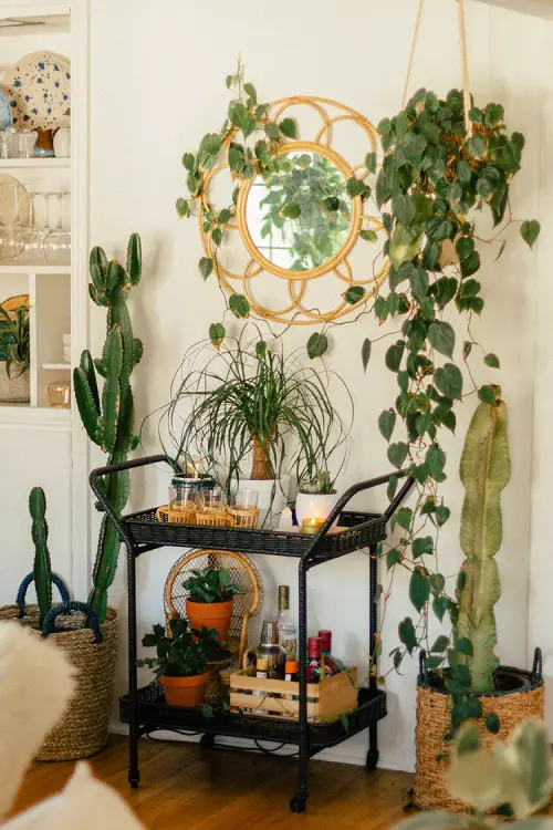 Mix and Match Plants