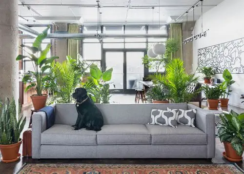 Vibrant Plants For a Tropical Feel near couch