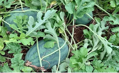 lovely Different Types of Watermelons You Can Grow