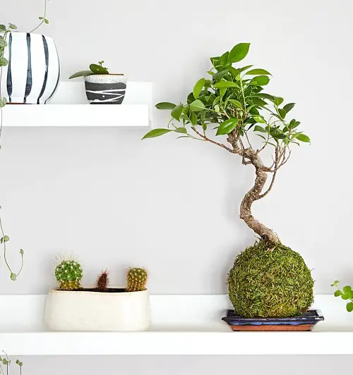 Rules for Decorating with Houseplants Bring in Bonsai and Terrariums to Steal the Show