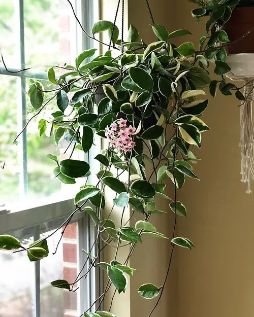  Restful Sleep houseplants 14