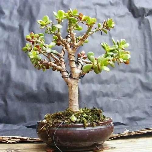 Plants that Attract Money and Bring Fortune to Home
