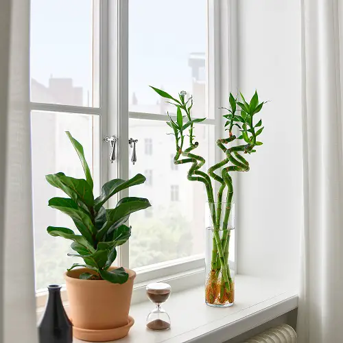 Indoor Plant Cuttings that Look Good in Vases