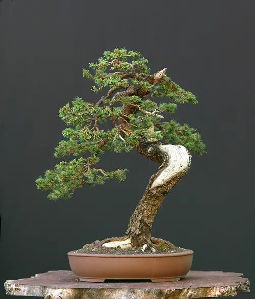An Amazing Norway Spruce Bonsai