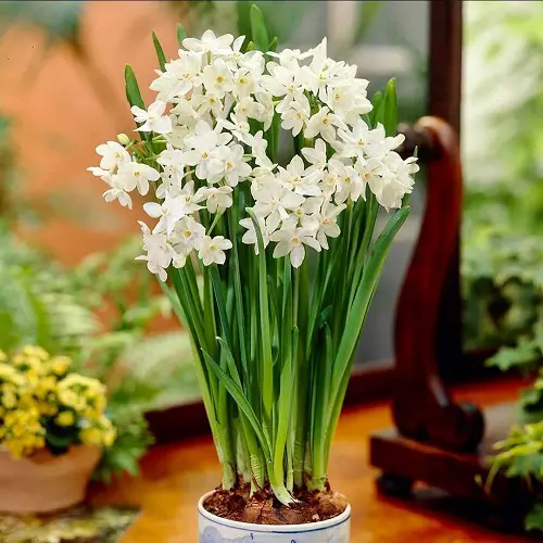 Amazing Best Winter Houseplants