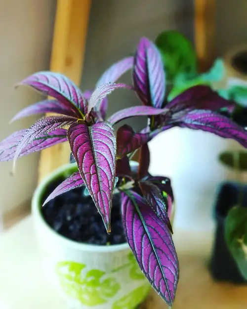 beautiful Colorful Foliage Houseplants