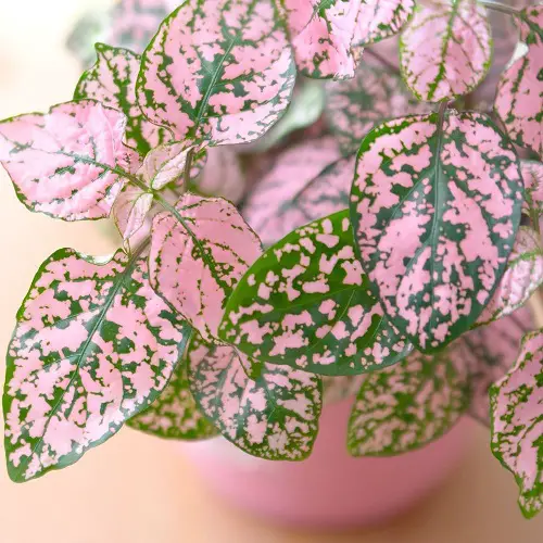 top Eye Catching Polka Dot Print Houseplants