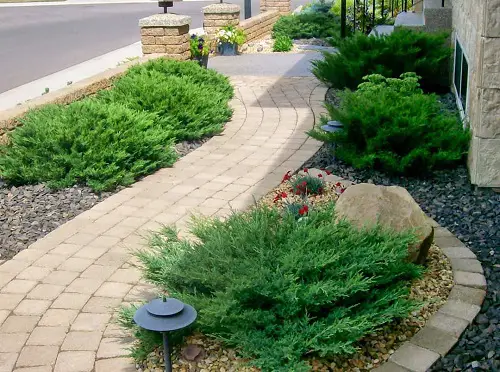 Savin Junipers in Gravel