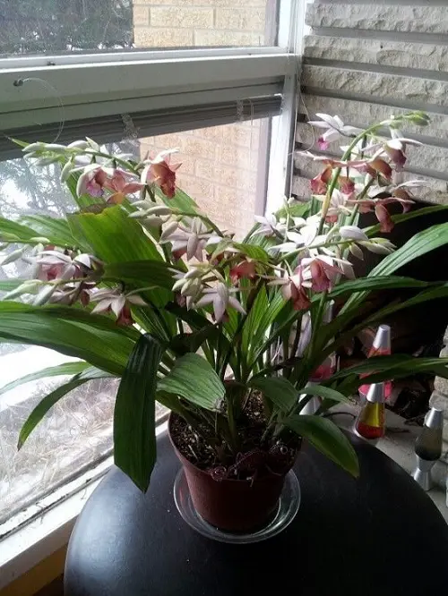Phaius Orchids type